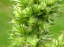 Red-root Amaranth, Redroot Pigweed, Red Rooted Pigweed, Common Amaranth, common tumble weed

